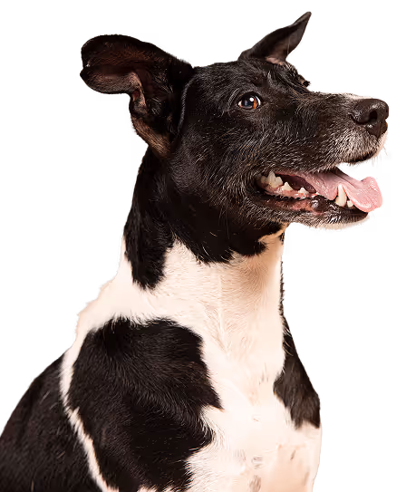 A black and white dog with its tongue out.