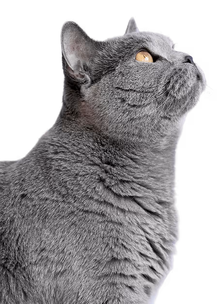 A gray cat looking up at the sky.