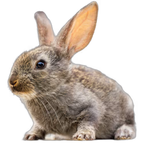 A gray rabbit sitting on top of a black floor.