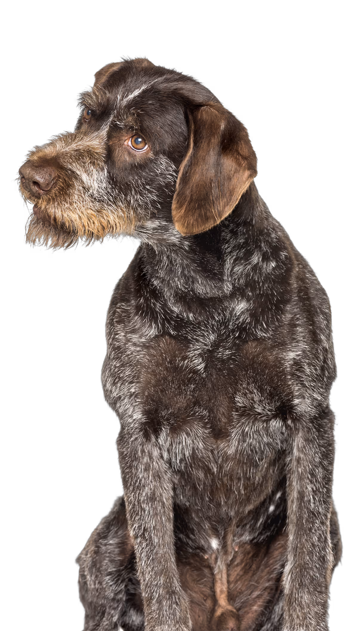 A brown and black dog sitting on a black background.