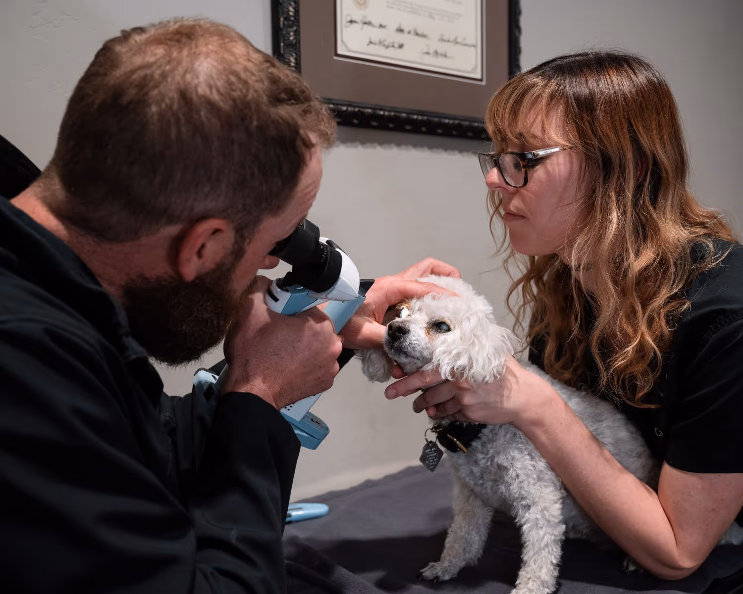 A man and a woman looking at a small white dog.