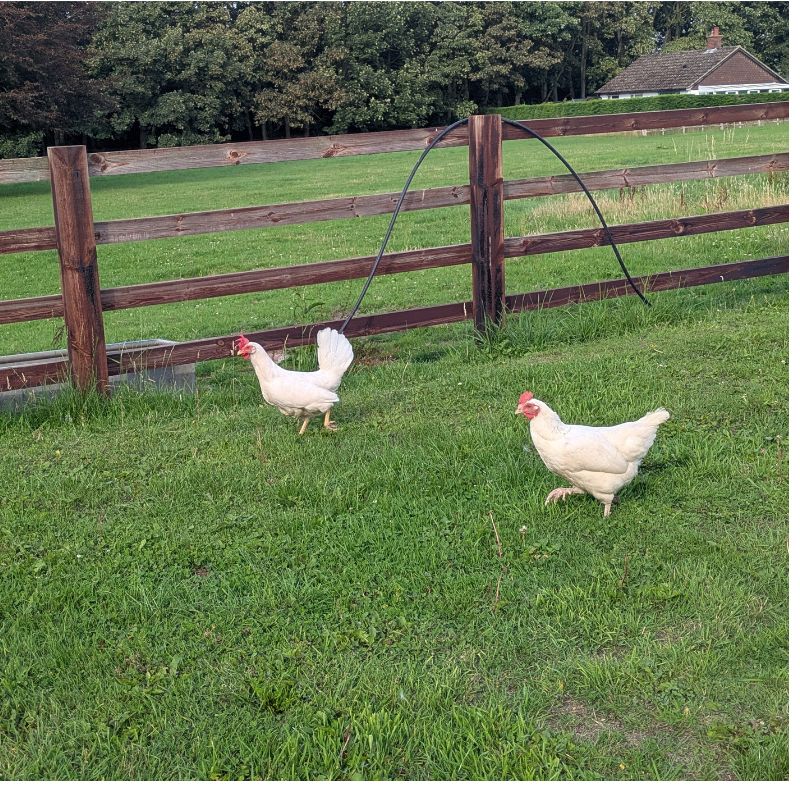 Welcoming feathered friends