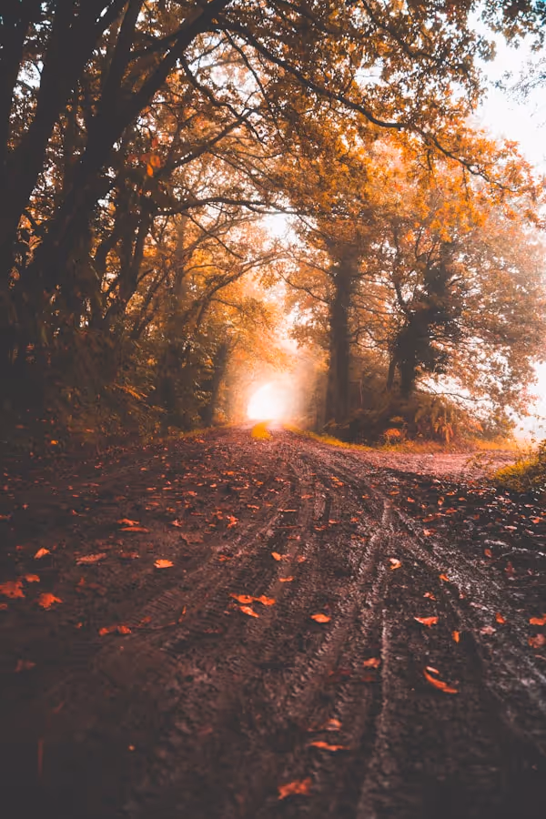 It was at 1pm a monday. I was on holliday and i wanted to make something cool for my day, so I saw the fog outside of my house and these kinde of orange / green trees. So I said why not go to this little path near my house, and this is how the photo was made!
