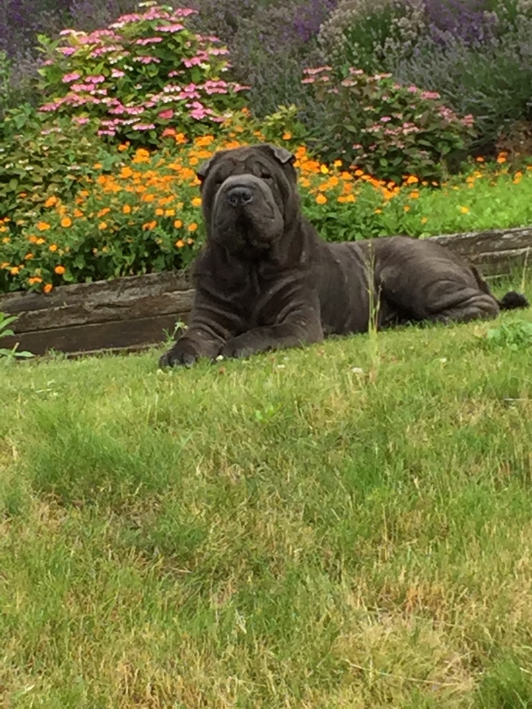 Shar-Pei Aneeta Prem dog Deeva