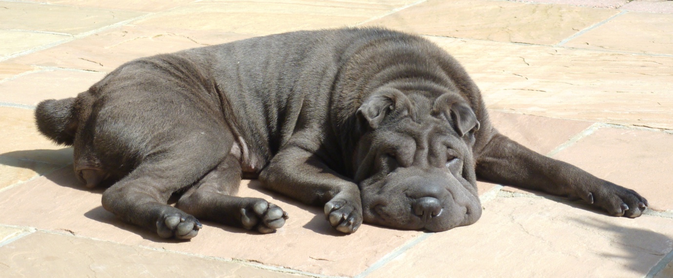 Shar-Pei Aneeta Prem dog Deeva