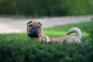 Shar pei, dog, aneeta prem, cute dog, cutest dog in the world