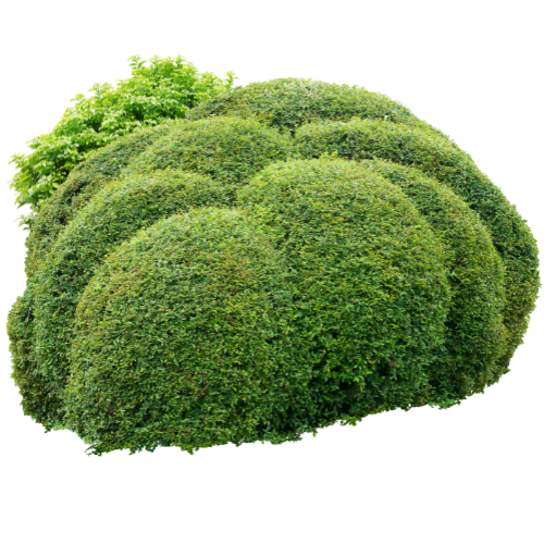 Eine dicht geschnittene, kuppelförmige Hecke oder Strauchgruppe in verschiedenen Grüntönen, mit hellerem Grün an der Spitze, vor einem hellgrauen Hintergrund.