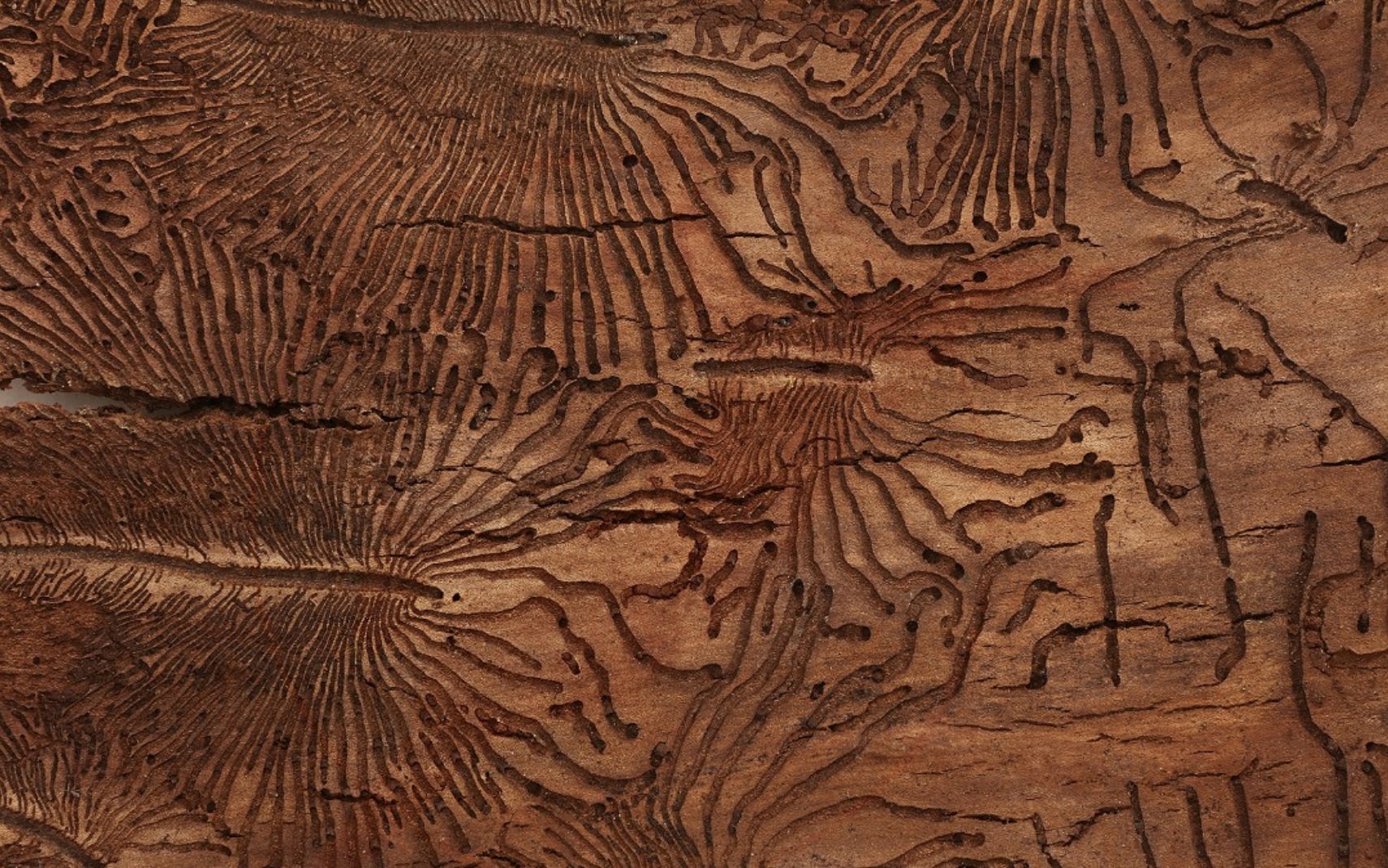 Knock On Wood