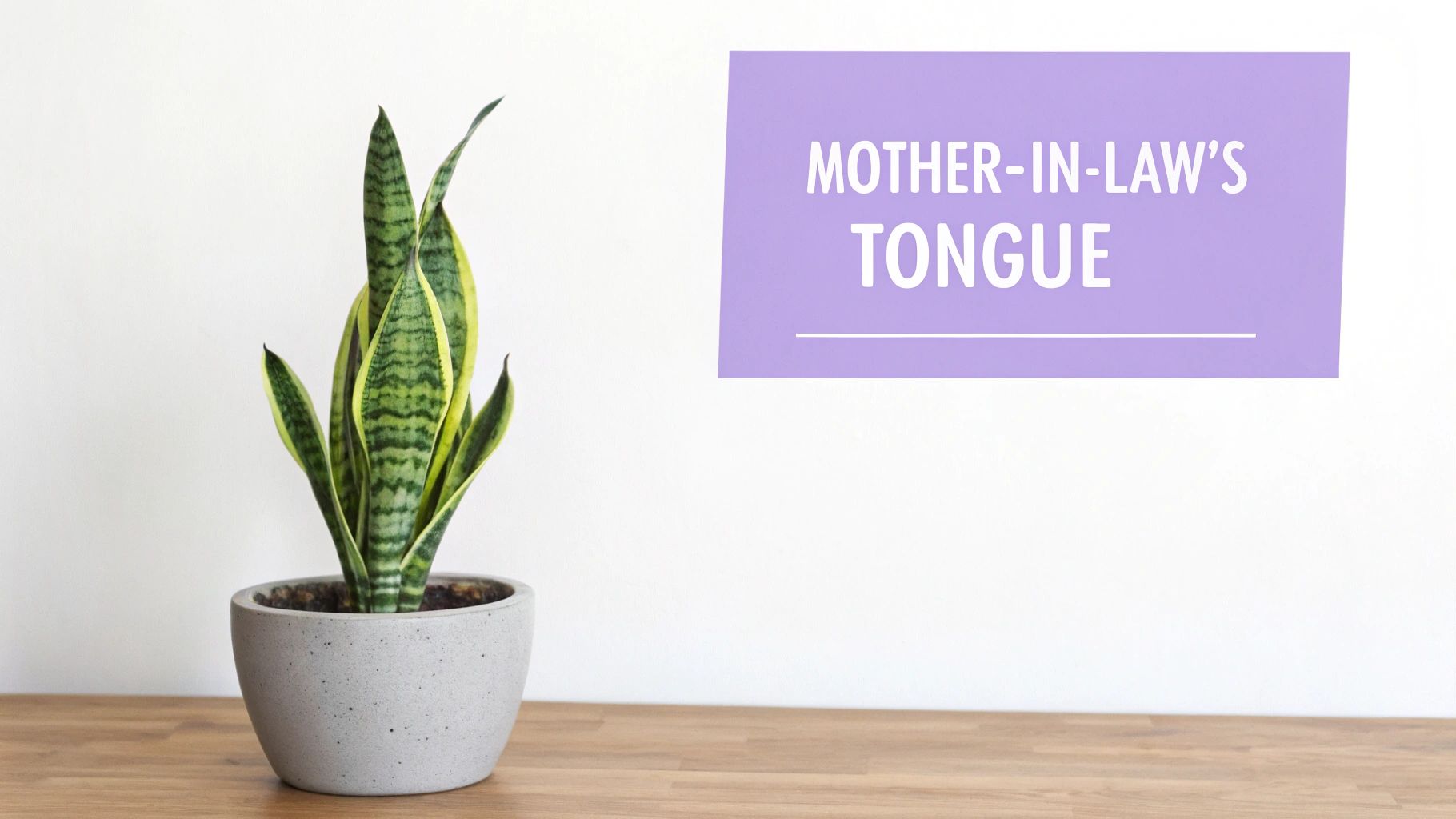 Snake Plant (Sansevieria trifasciata)