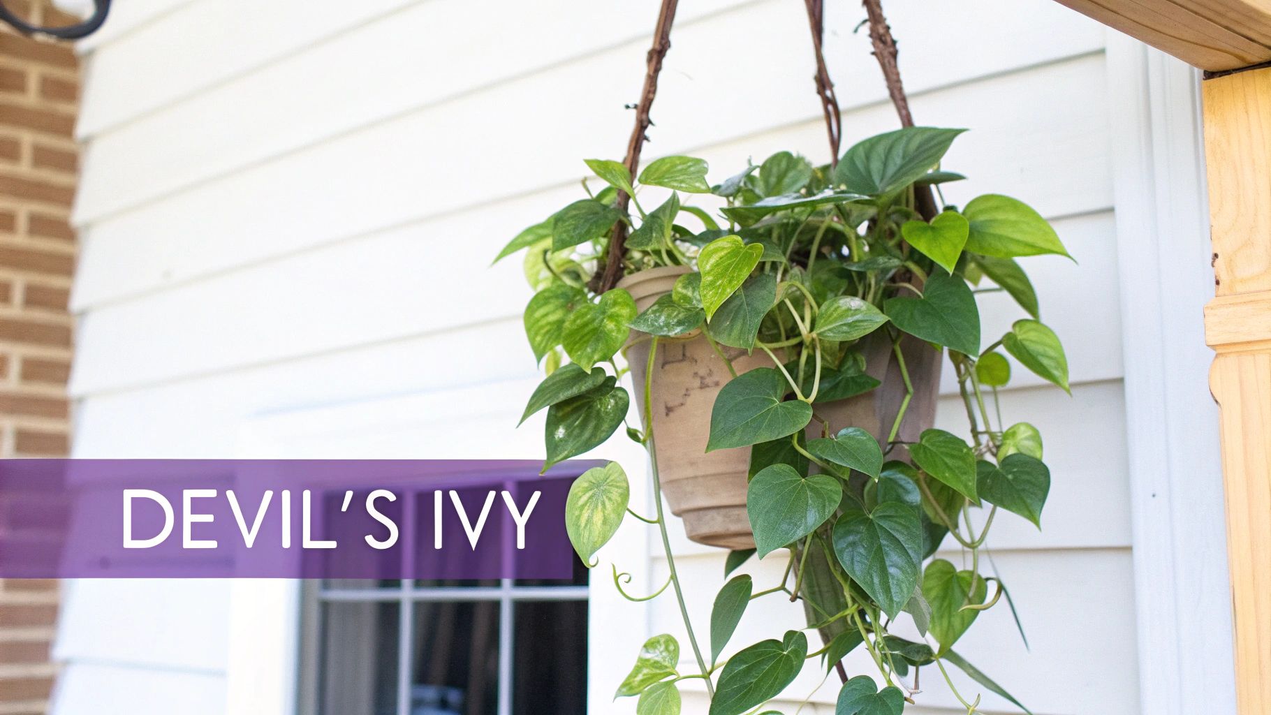 Pothos (Epipremnum aureum)