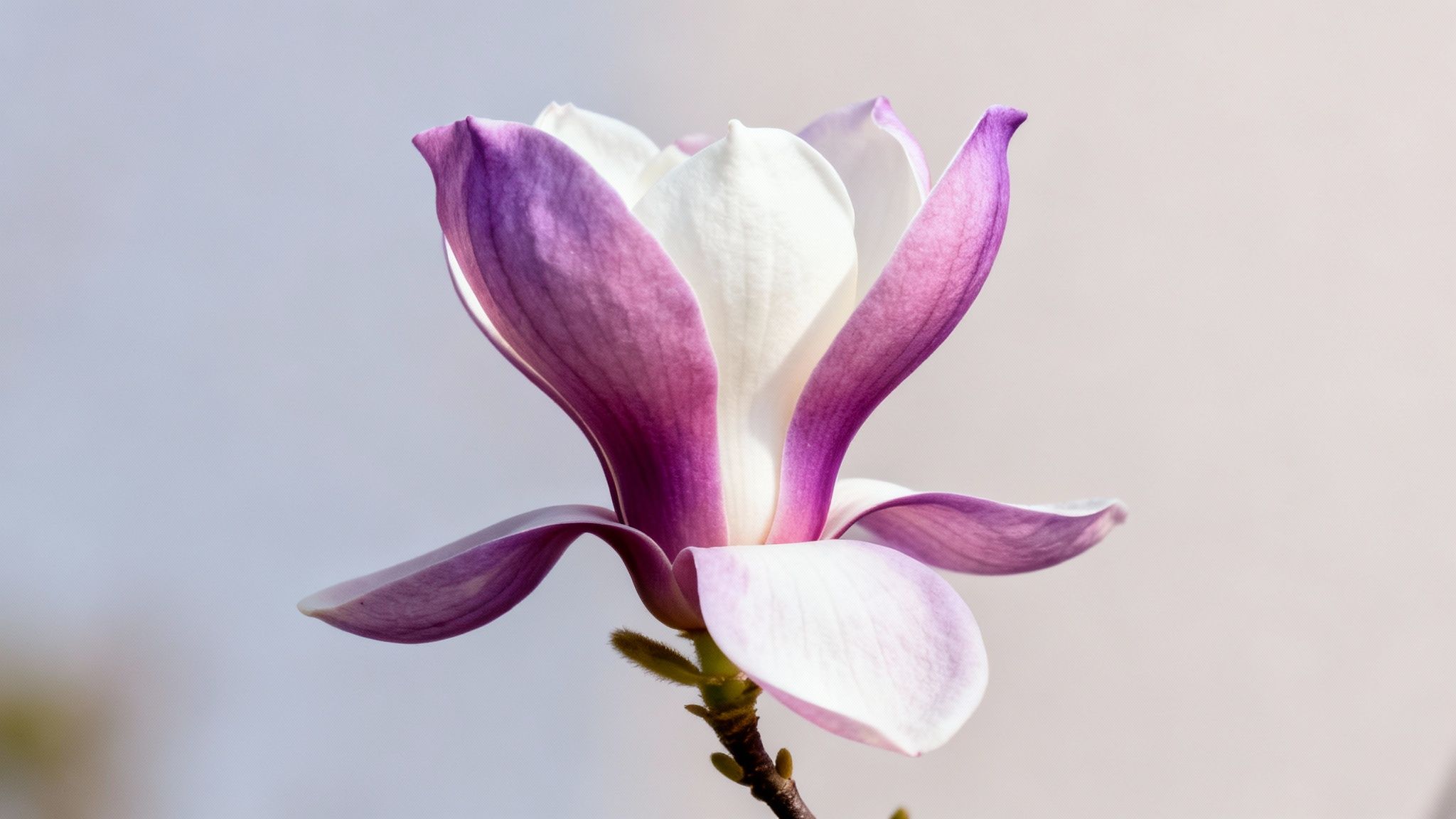 Dogwood (Cornus florida)