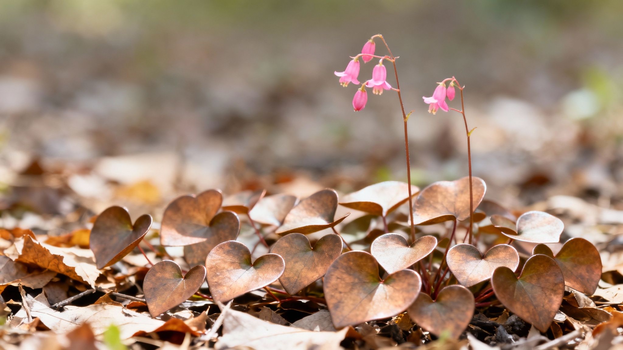 Epimedium (Bishop's Hat / Fairy Wings)