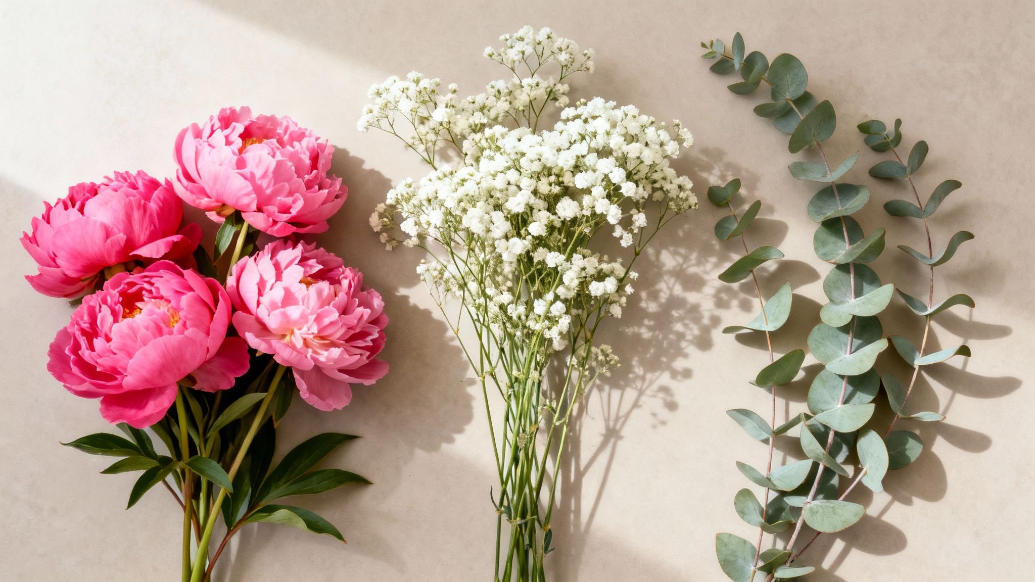 A beautiful flat lay of pink peonies, white baby's breath, and eucalyptus branches.