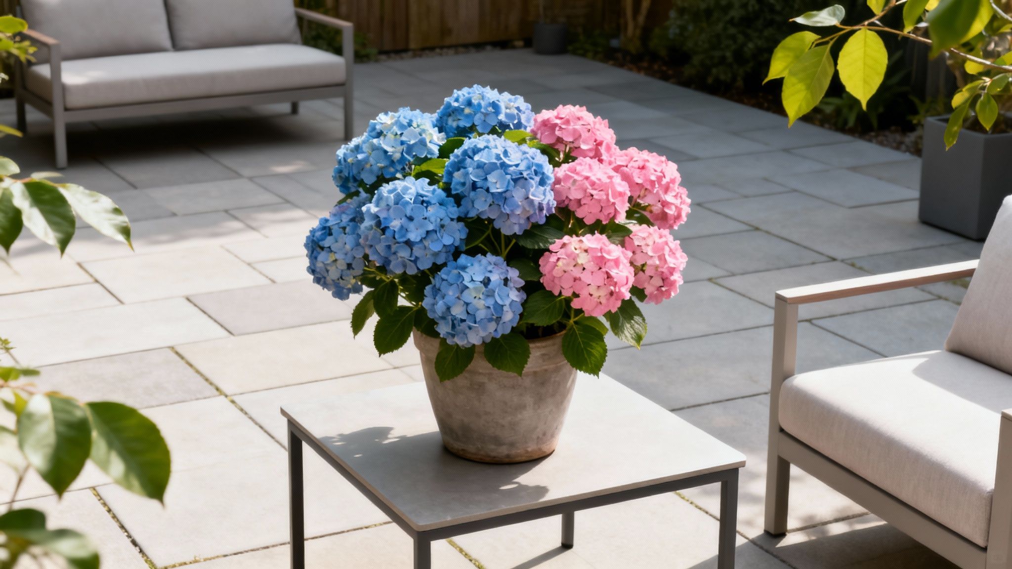 A large pot of vibrant blue and pink hydrangeas on a modern patio table.