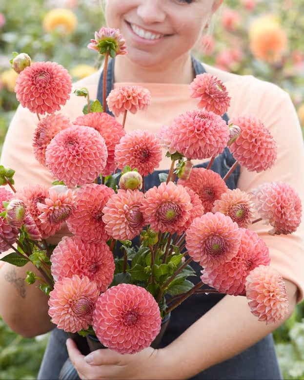 Woman holding a bouquet of pink dahlias in a garden setting