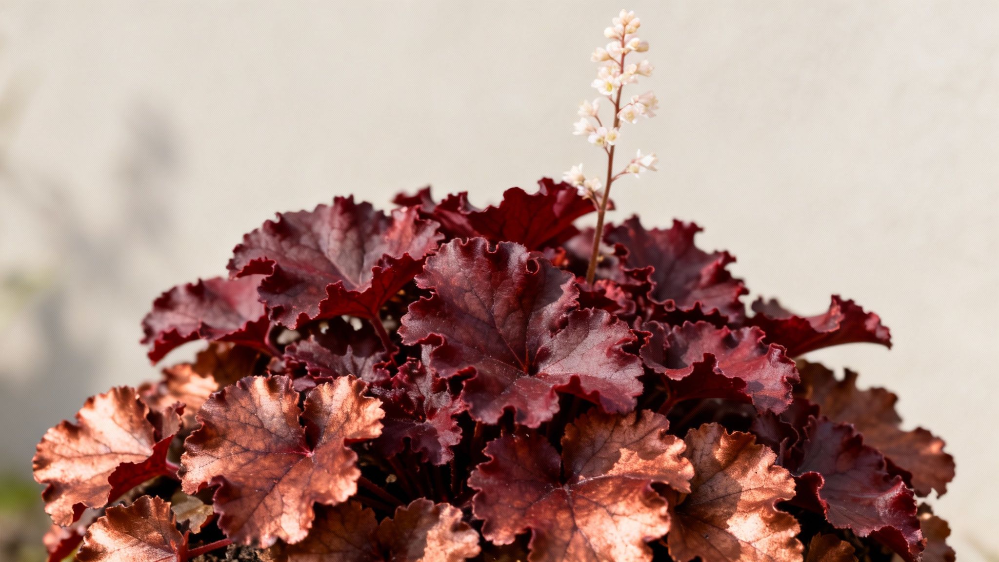 A vibrant Heuchera plant with ruffled dark red and copper leaves, topped with delicate white flowers.