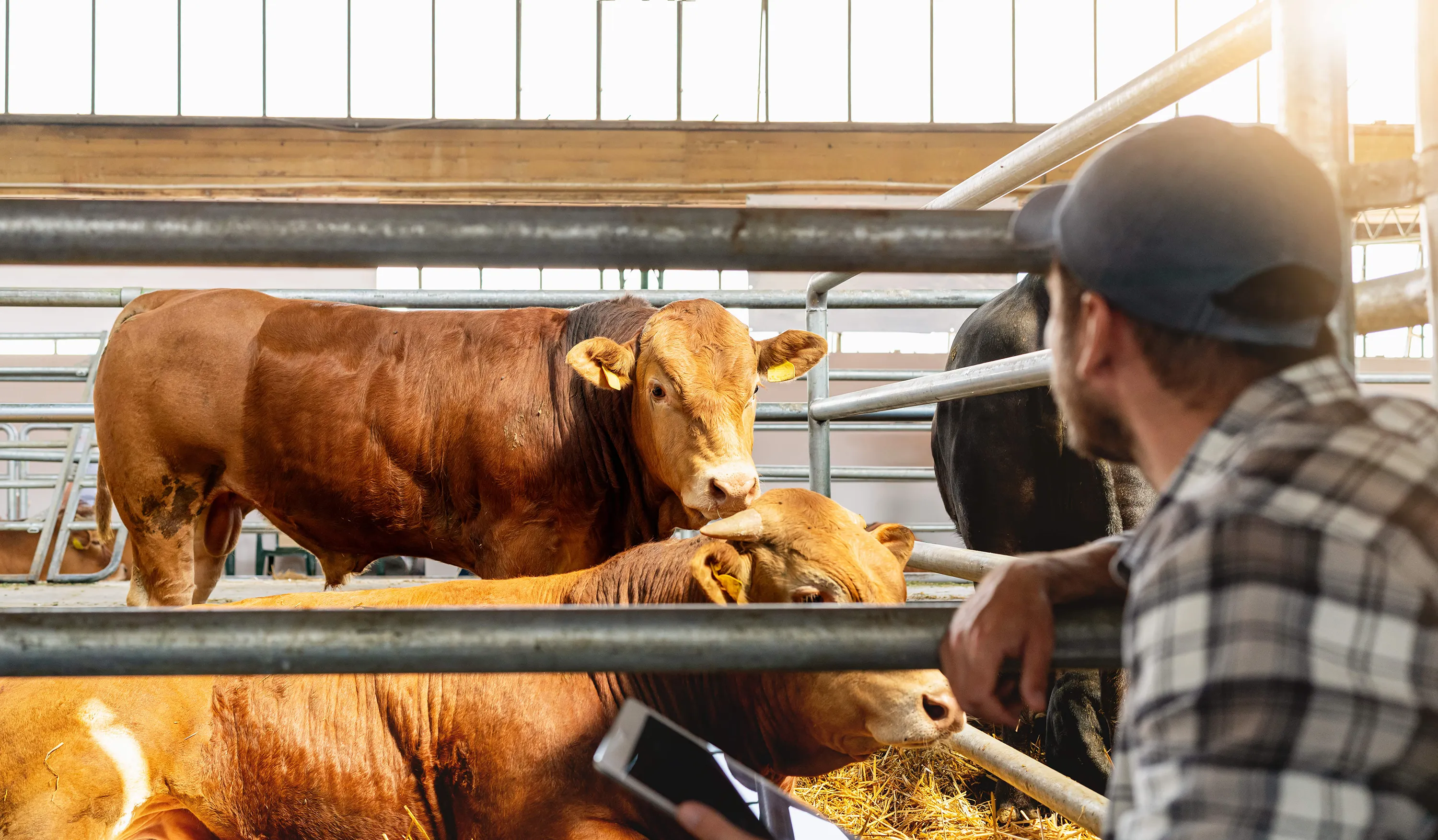 A farmer monitors livestock.