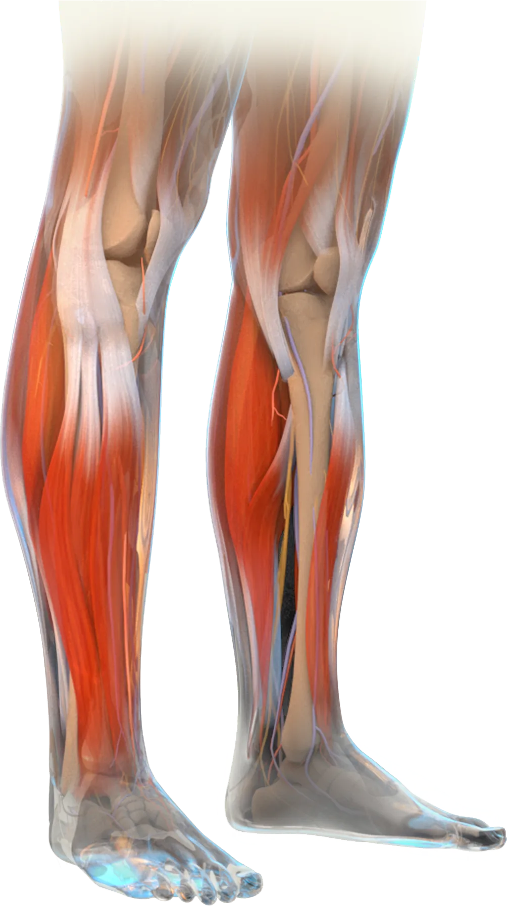 A graphic rendering of human leg muscles with Millar’s Mikro-Cath pressure catheter.