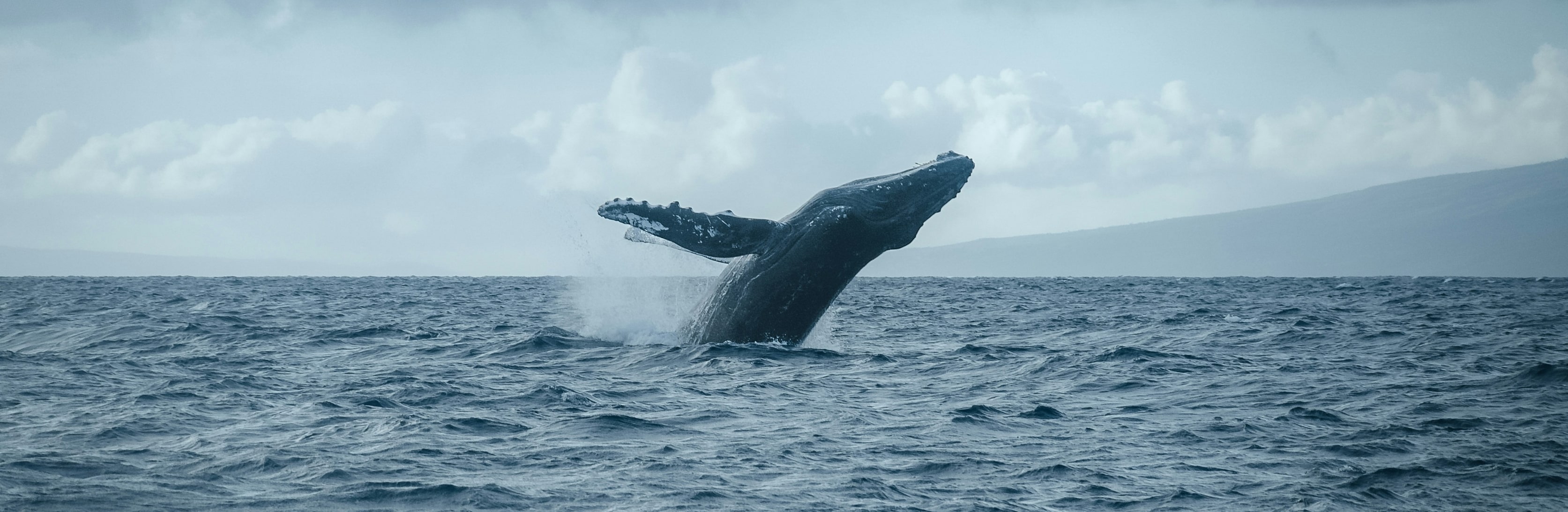 Ocean