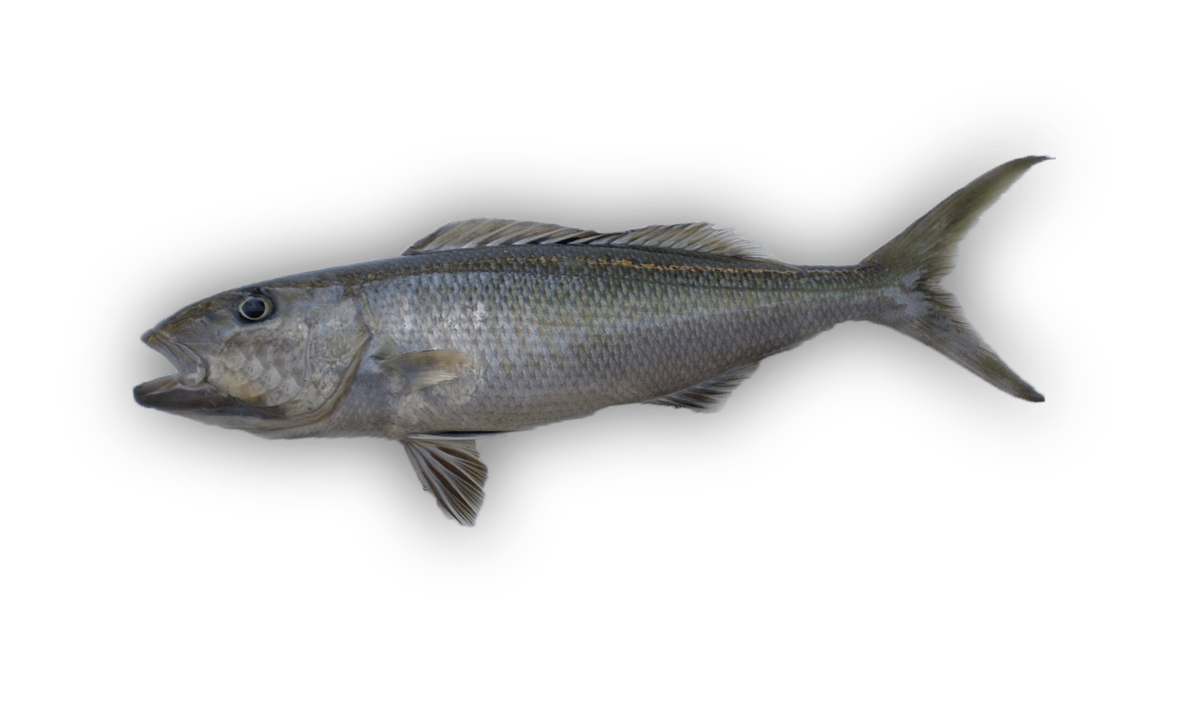 Uku — Grey Snapper