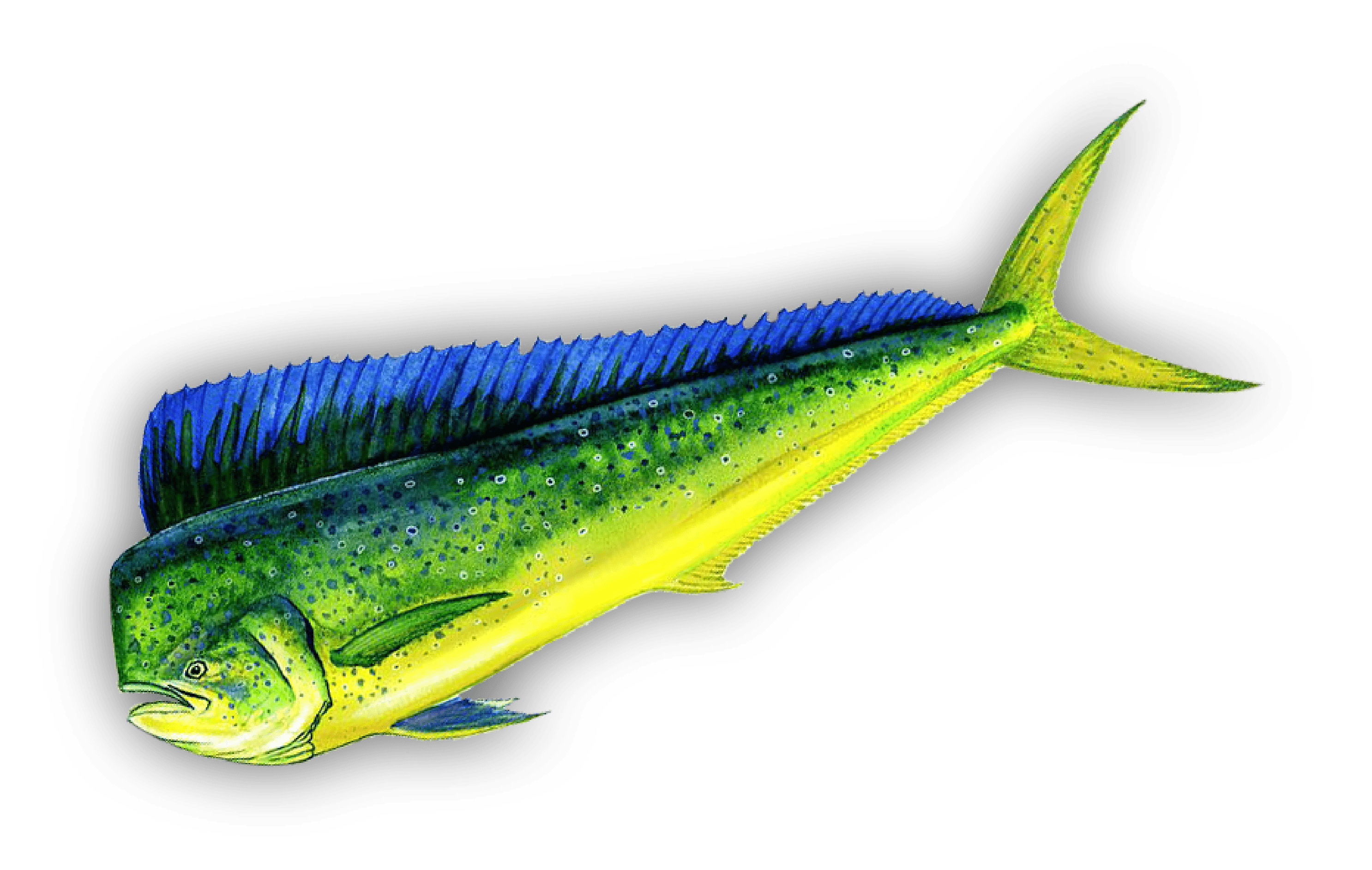 Mahimahi — Dolphinfish
