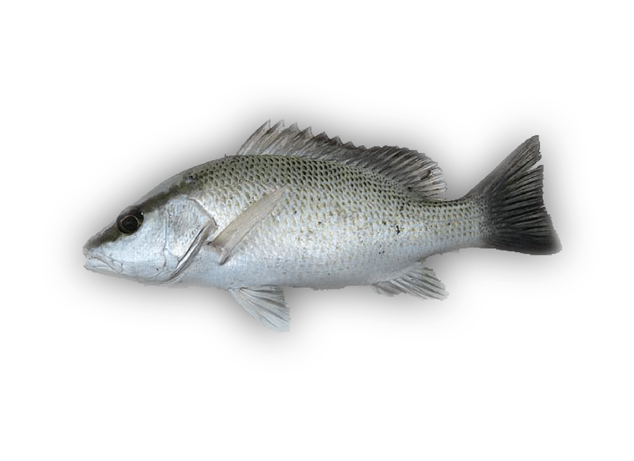 Taʻape — Blueline Snapper