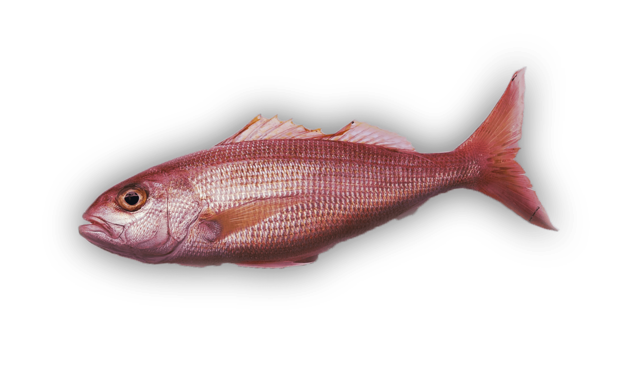ʻŌpakapaka — Pink Snapper