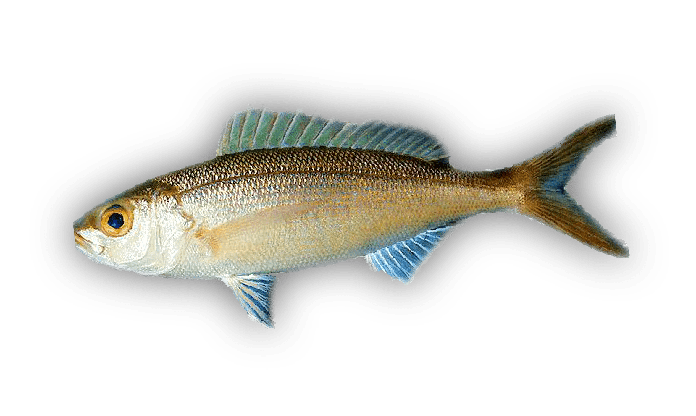 Kalekale — Von Siebold Snapper