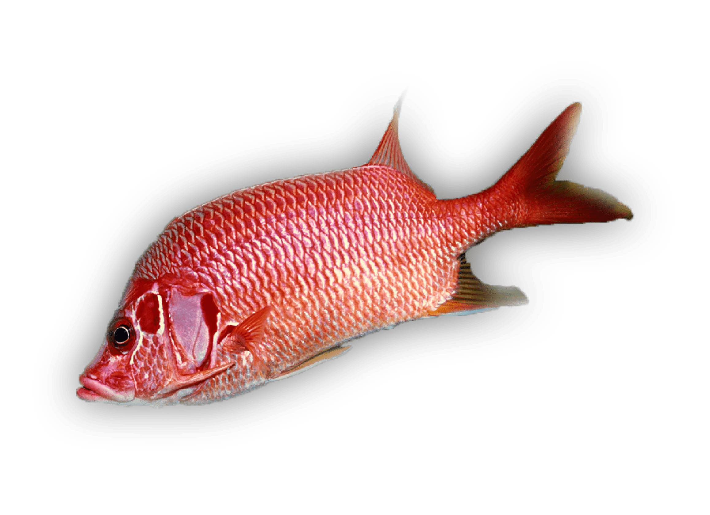 Ehu — Squirrelfish Snapper