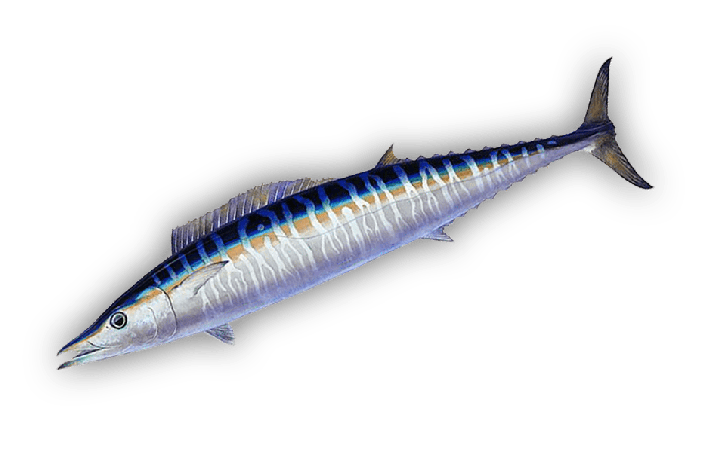 Ono — Wahoo