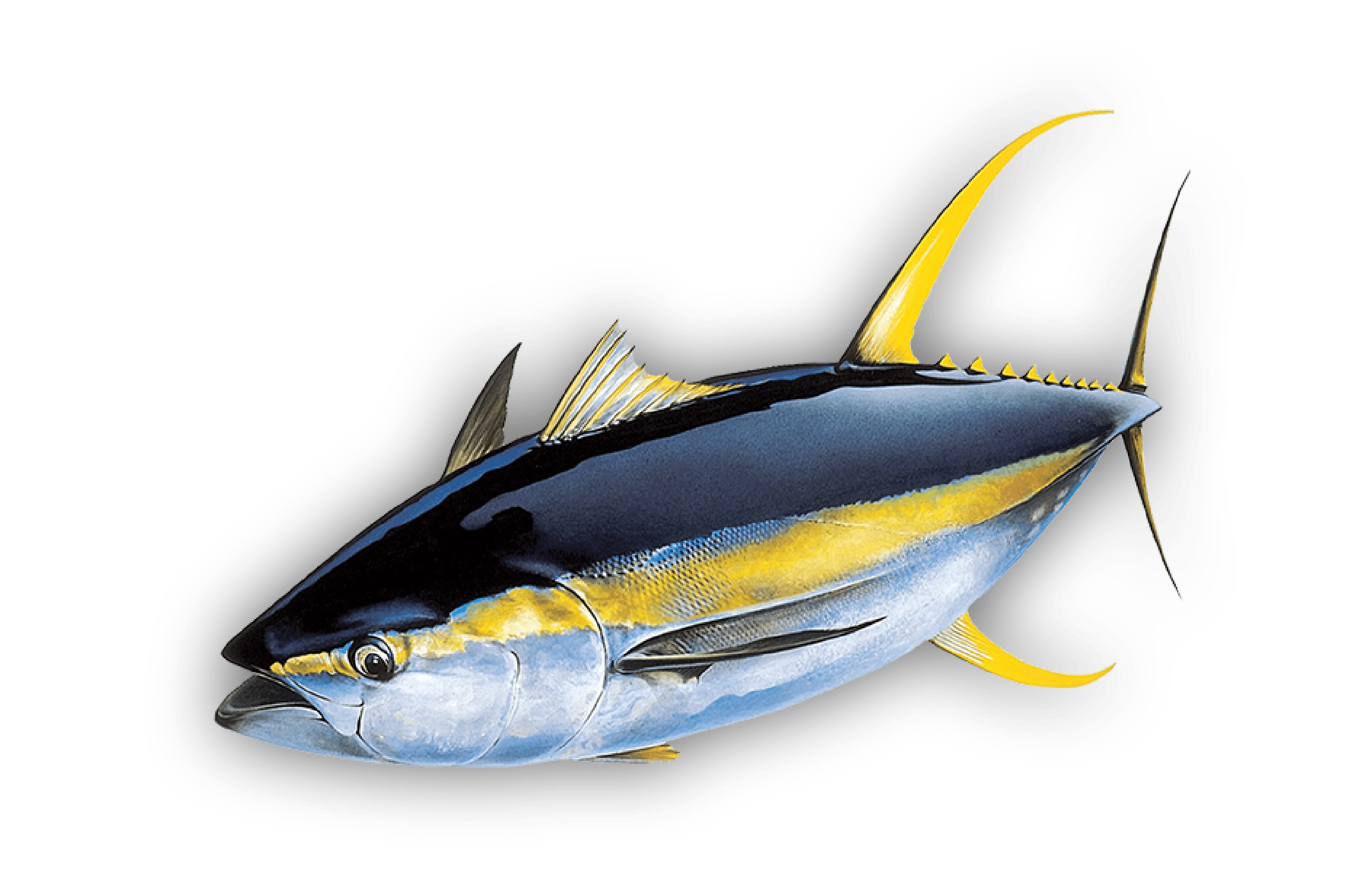 Ahi — Yellowfin Tuna