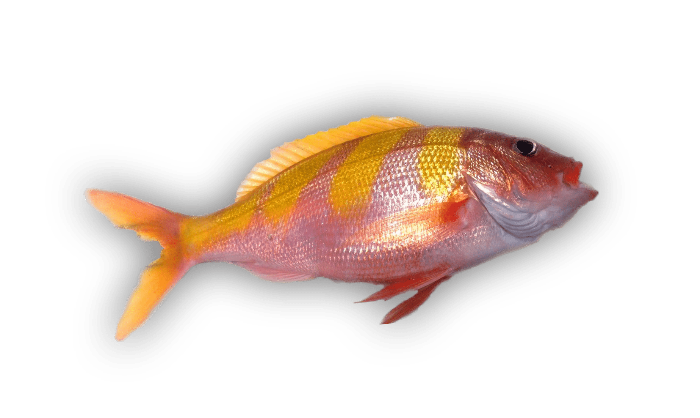 Kahala — Amberjack