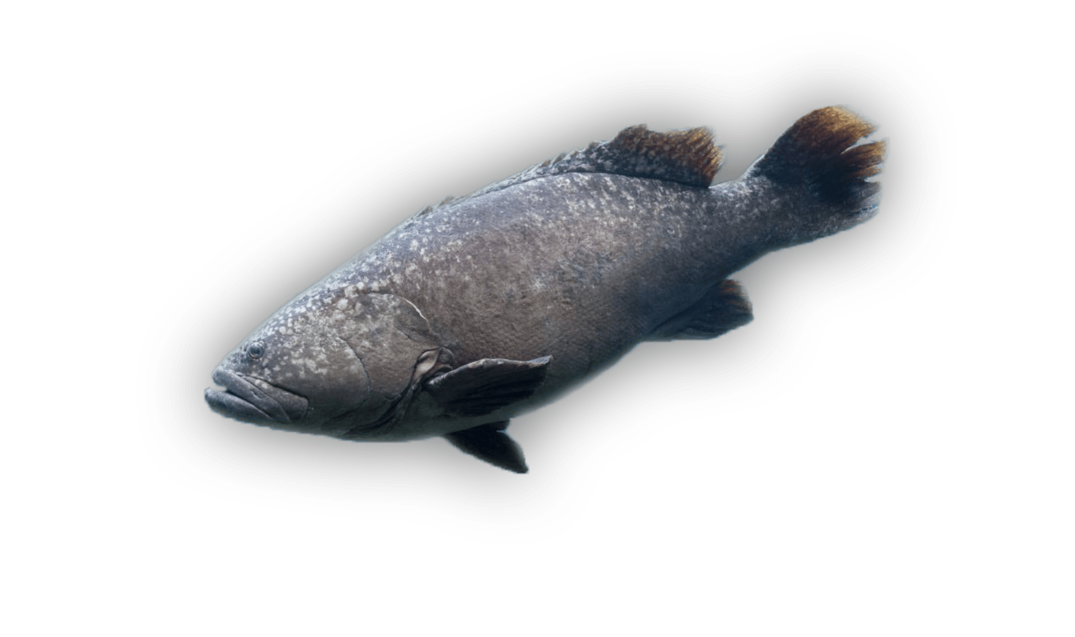 Hapuʻupuʻu — Hawaiian Grouper