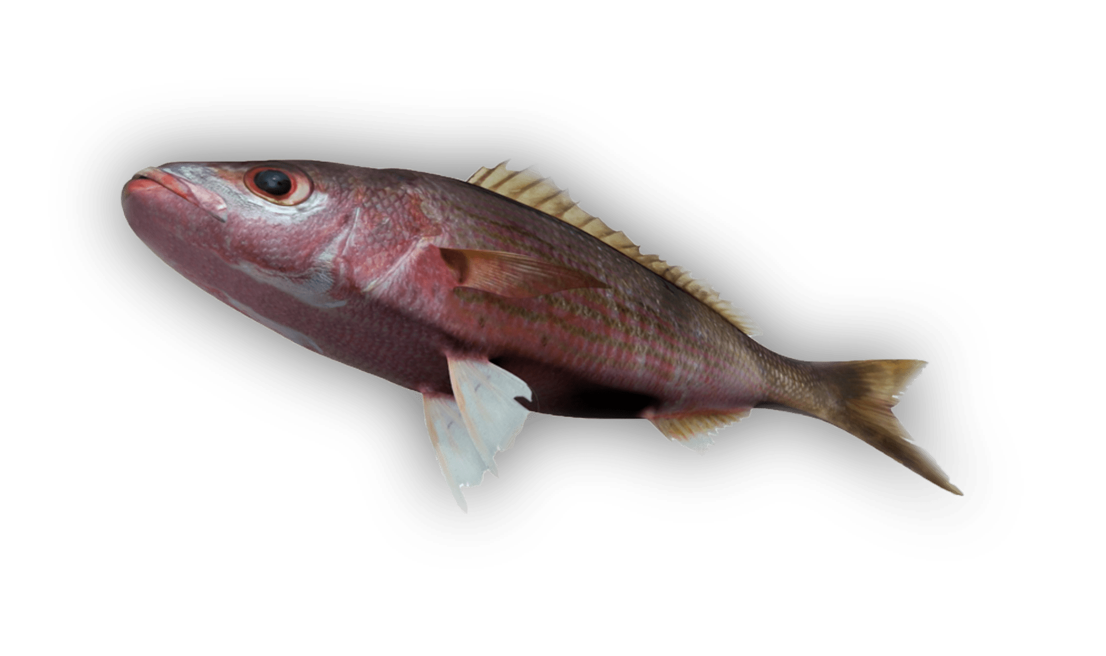 Lehi — Silverjaw Snapper