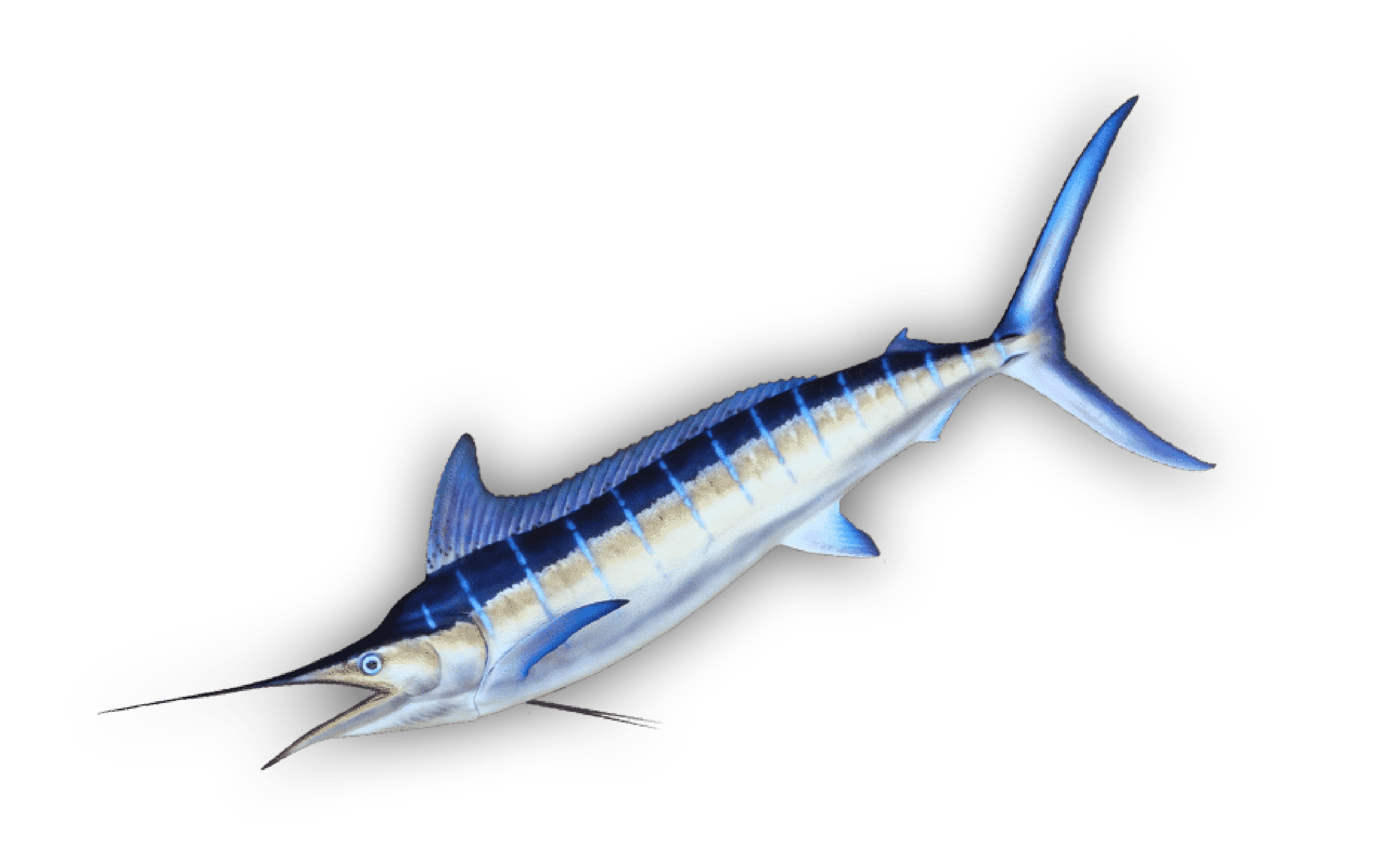 Aʻu — Striped Marlin