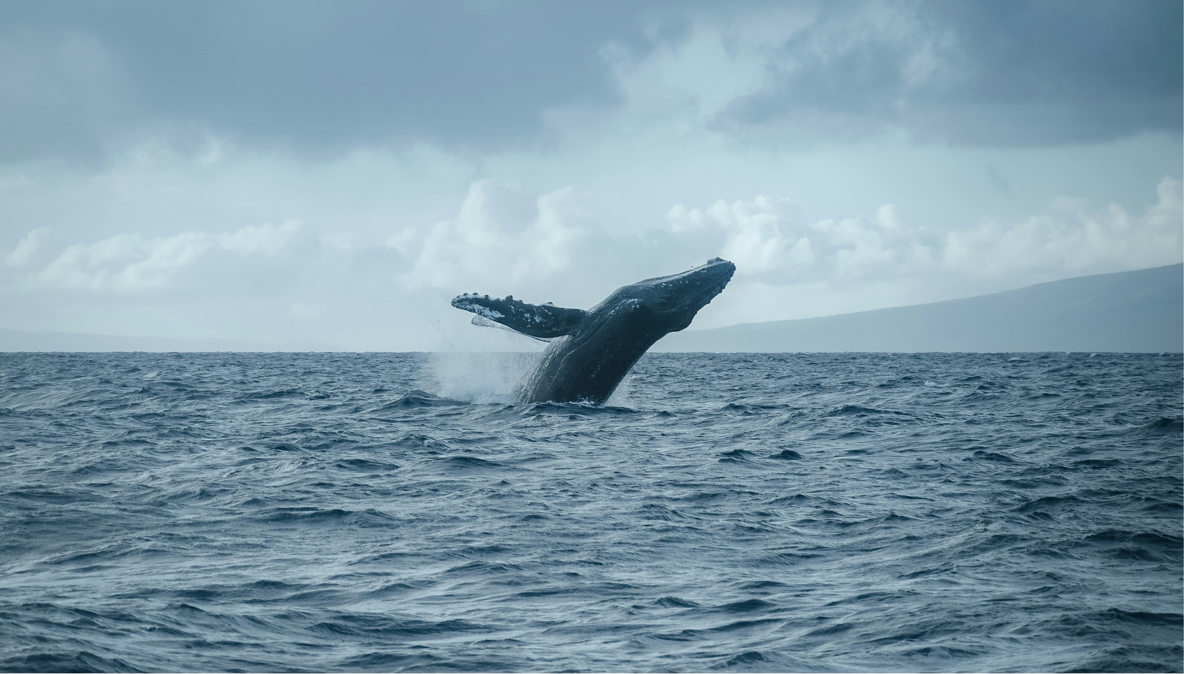 Humpback whale breaching off Oahu