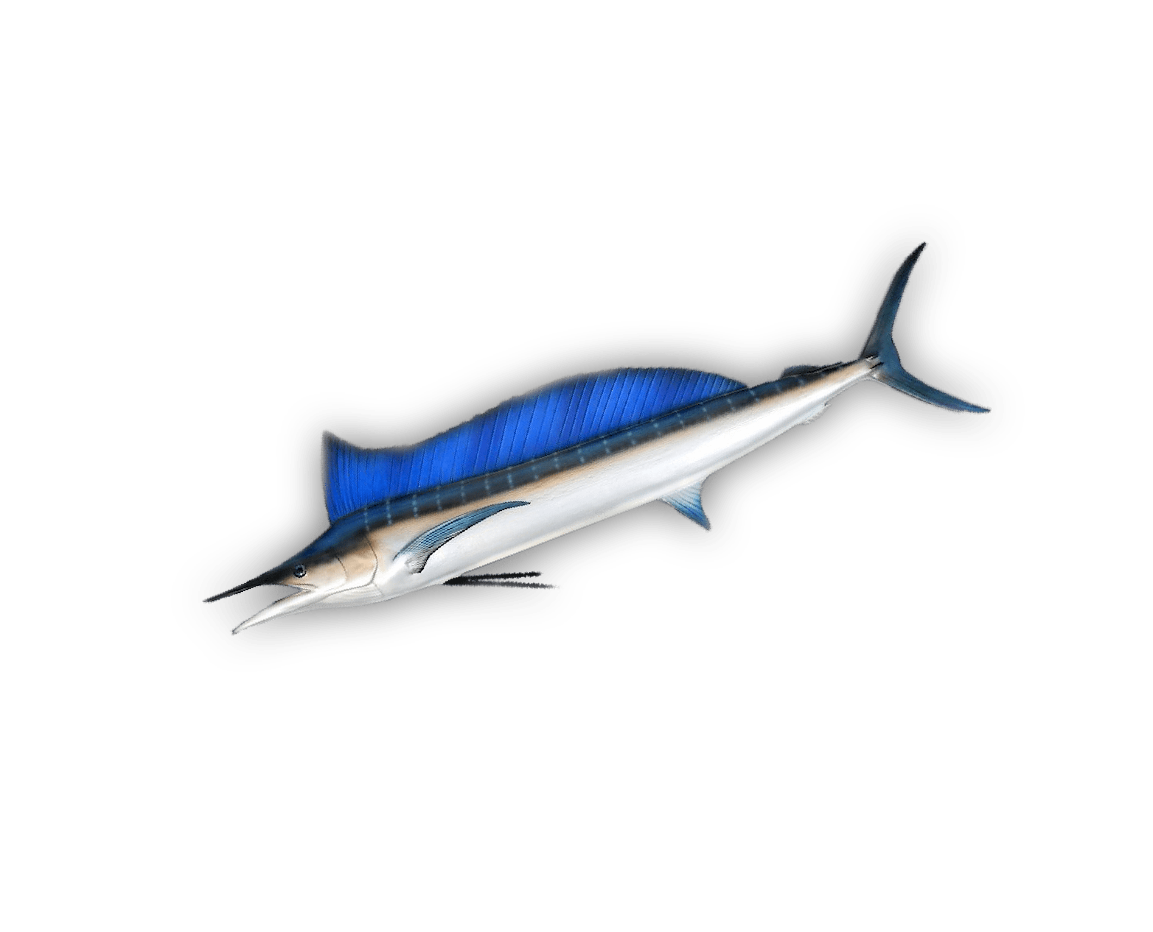 Hebi — Shortbill Spearfish