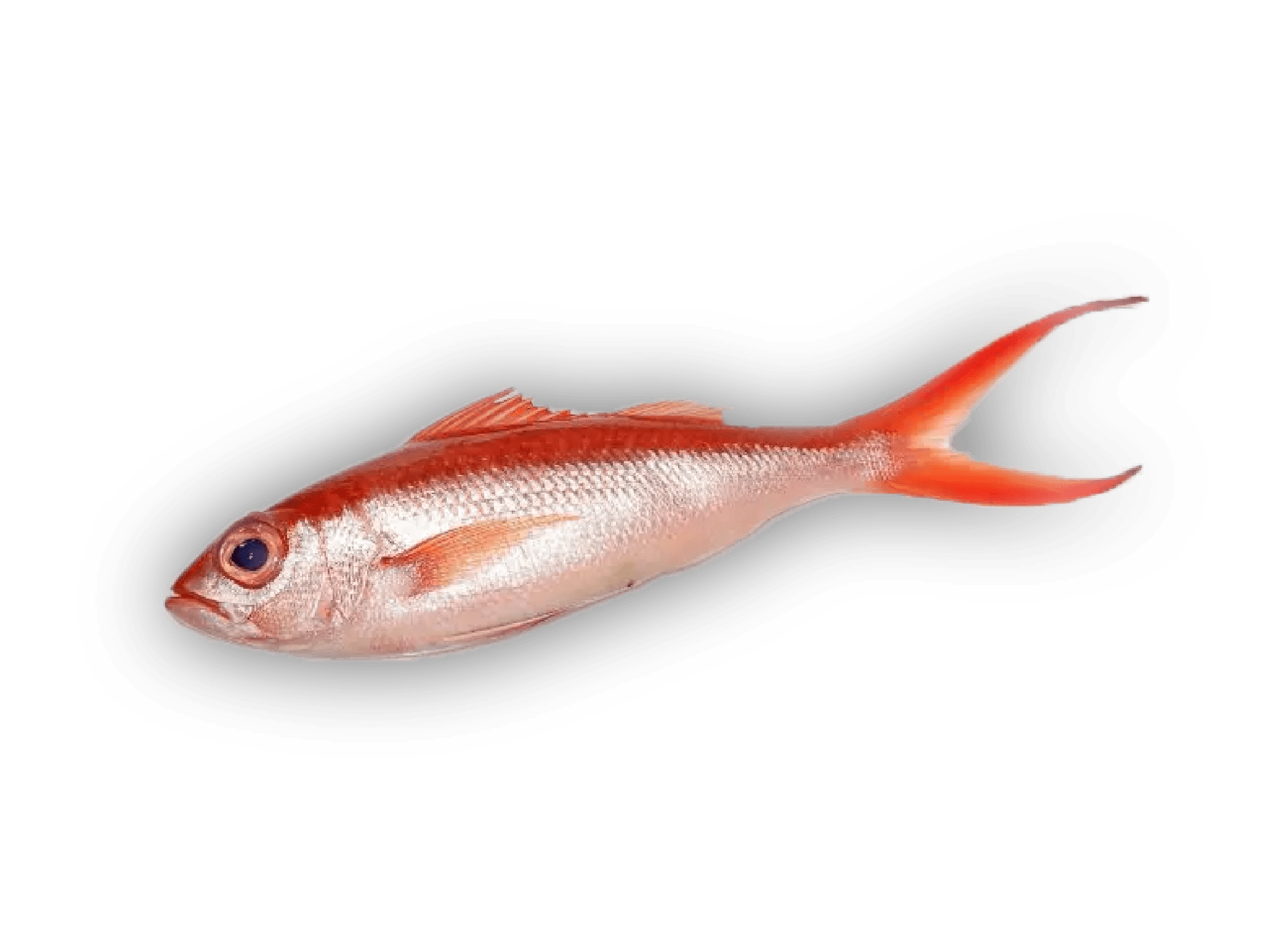 Onaga — Longtail Red Snapper