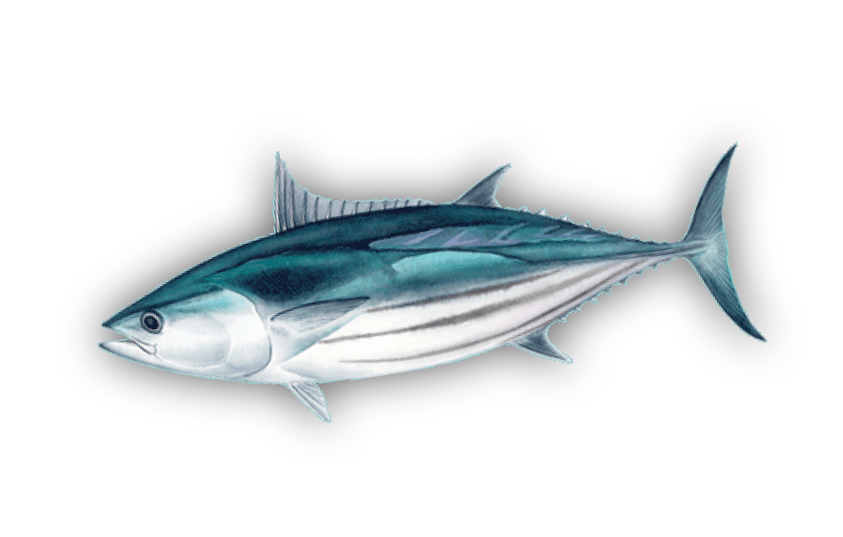 Aku — Skipjack Tuna