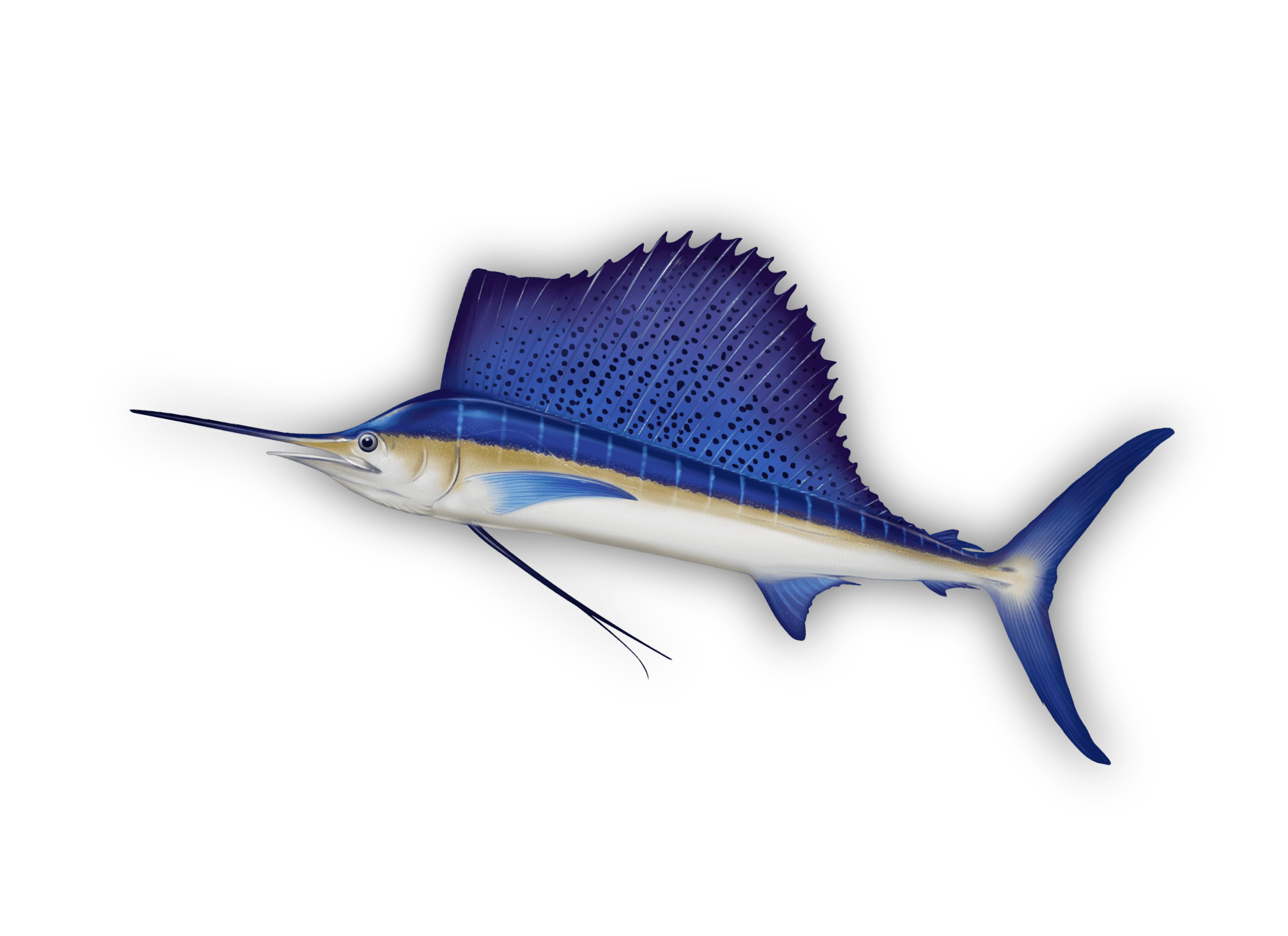 Aʻu Lepe — Sailfish