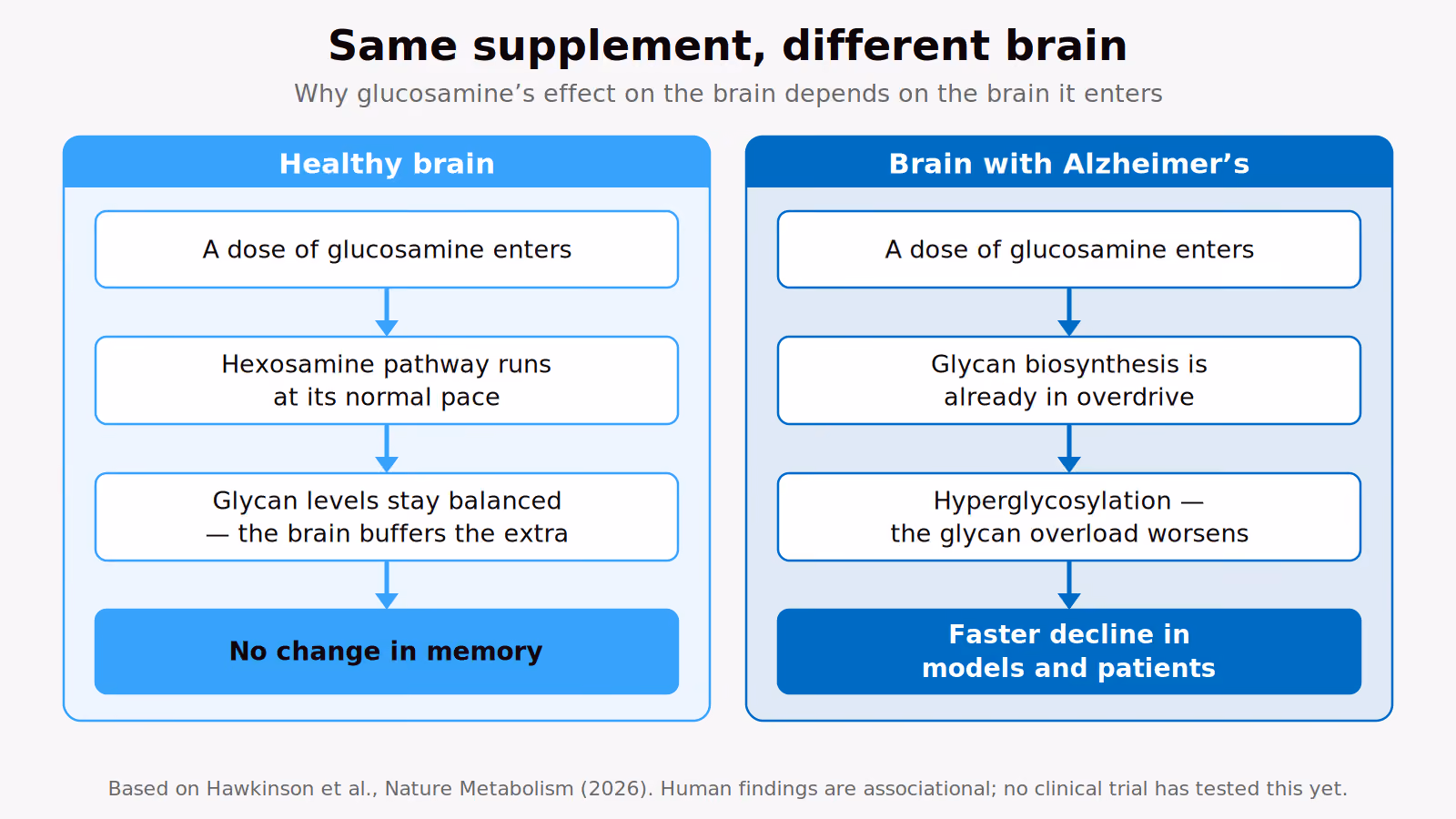 Side-by-side diagram. In a healthy brain, a glucosamine dose runs through the hexosamine pathway at a normal pace, glycan levels stay balanced, and memory is unchanged. In an Alzheimer’s brain, where glycan production is already in overdrive, the same dose adds to hyperglycosylation and is linked to faster decline in models and patients.