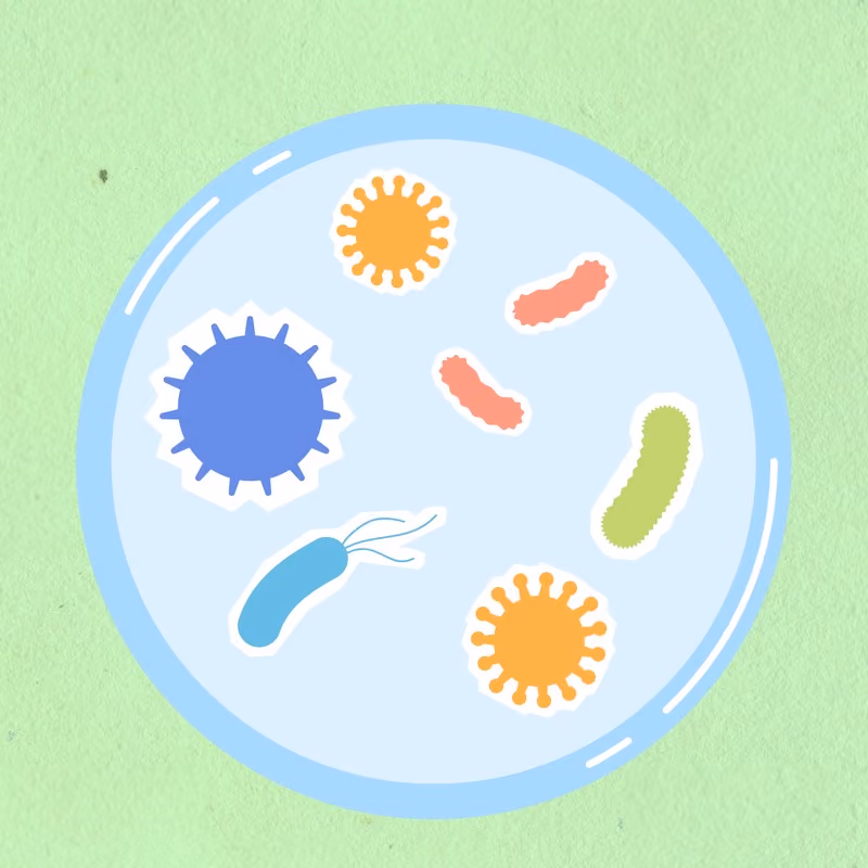 Illustration of Petri dish with probiotics
