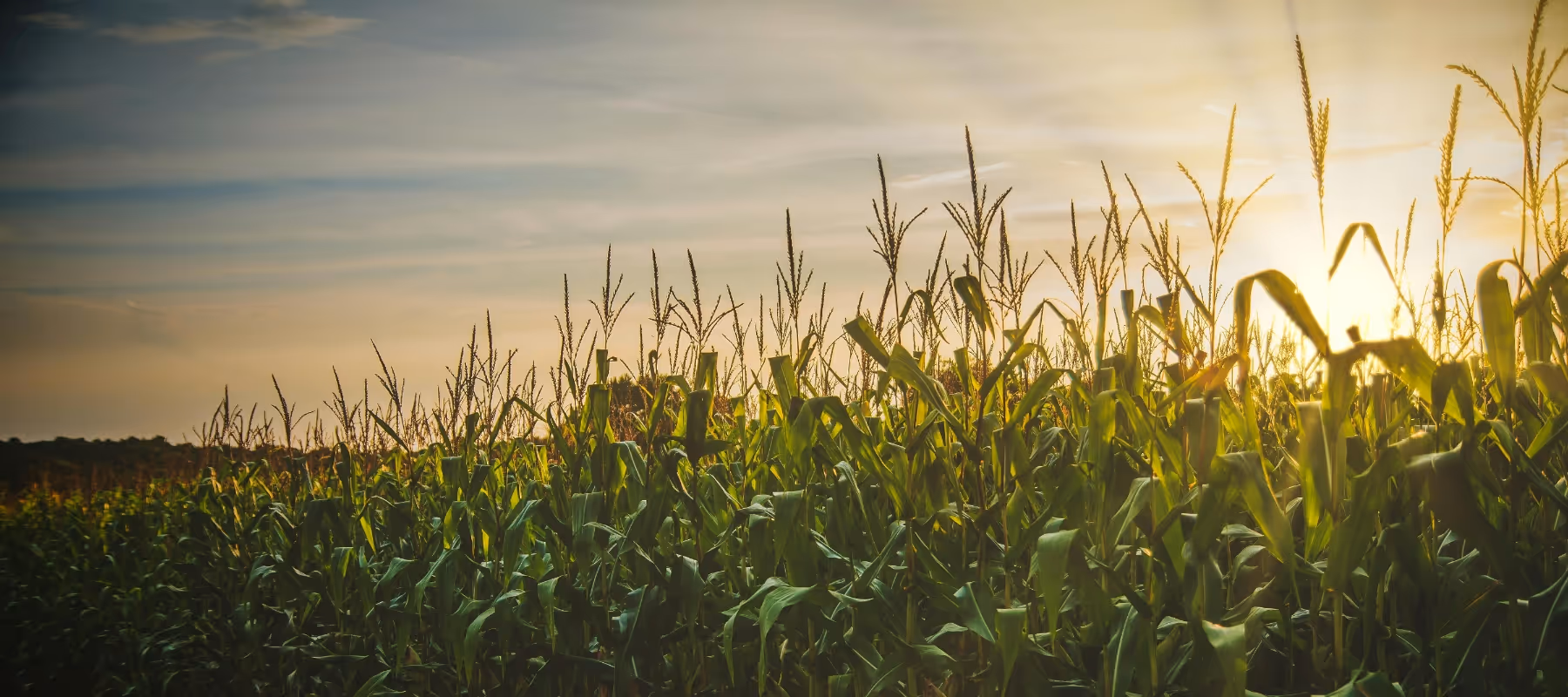 corn field at sunset
