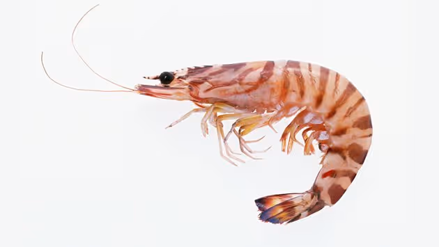 Chitosan