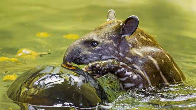 O tajemství materiálů se nezajímají jen lidé