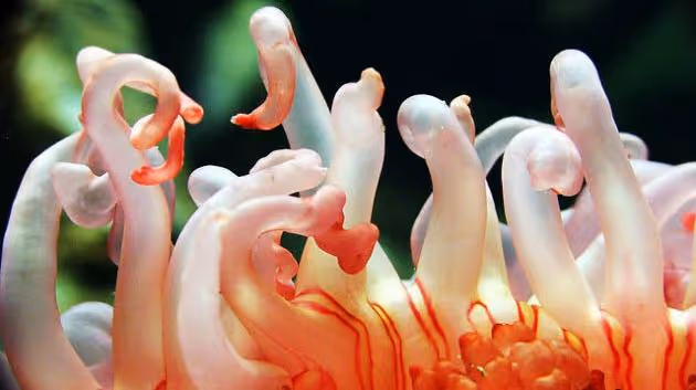 Mořské sasanky inspirovaly odolný proteinový hydrogel