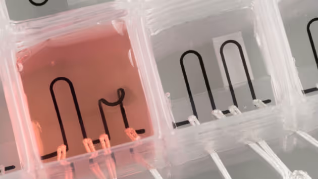 Nové 3D tištěné srdce na čipu má vestavěné senzory