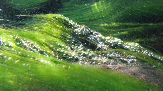 Papírový filtr z místních řas pomůže v Bangladéši při čištění pitné vody