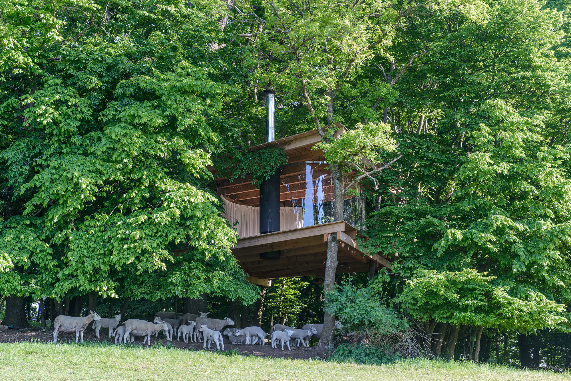 TreeHouse: Jan Tyrpekl o jedinečné stavbě v korunách stromů