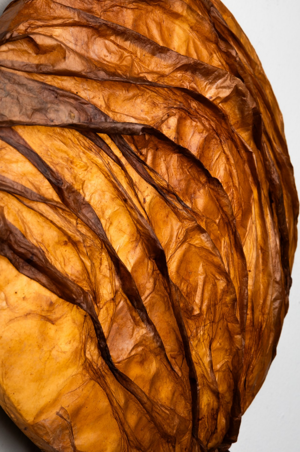 Cellulee LABEL: bakalářka, která oslnila publikum a otevřela Tereze Helánové dveře do světa.